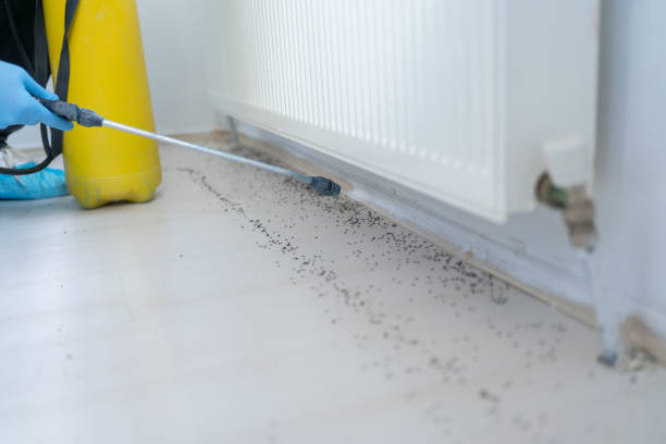 Wasp Removal Services in Tama, IA