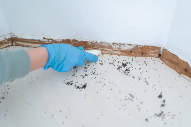Best Mosquito Control Services  in Tama, IA